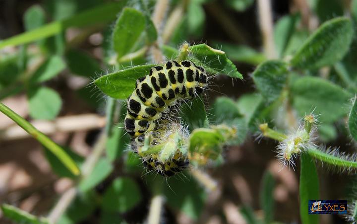 larva di zygaena filipendulae.JPG